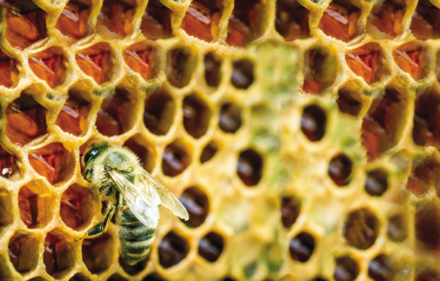 Прополис успорава раст бактерија